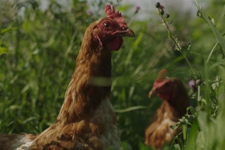 To brunlige høns blandt grønne planter på en solrig dag, hvilket fremhæver bæredygtigt landbrug og frilandsdyr.