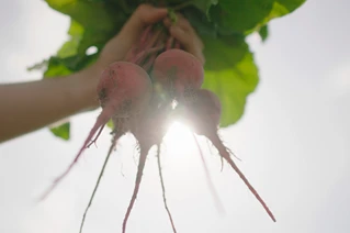 Person holder friskhøstede rødbeder med blade i sollys
