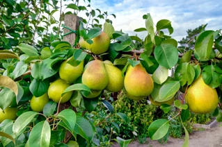 Modne pærer på gren i dansk pæreplantage under sommerhimlen