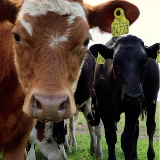 Brunt køer foran med øremærke står på en græsmark, med andre køer i baggrunden.