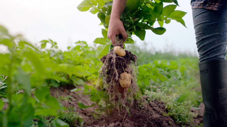 Forskellige friske grøntsager som rodfrugter, squash og kål anrettet rustikt på trækasse, perfekt til indhold om sund mad og opskrifter.