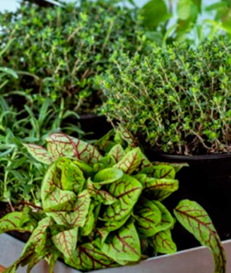 Kok klipper friske krydderurter fra en køkkenhave indendørs for at tilføje smag til madlavning.